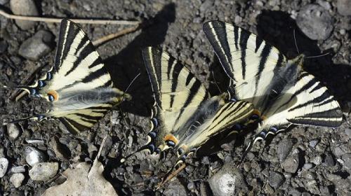 Iphiclides podalirius